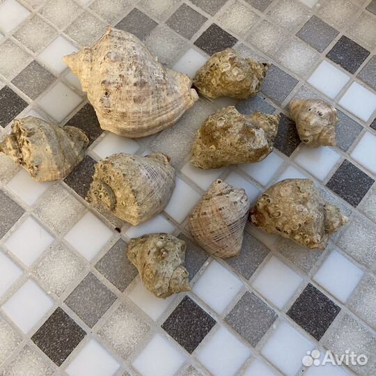 Ракушки одним лотом