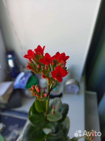 Каланхоэ цветущий