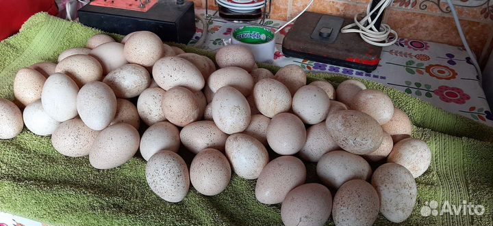 Яйца индюшьина инкубацию