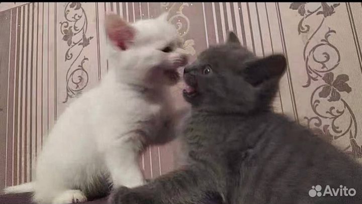 Британские котята