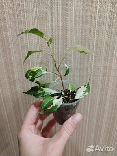 Фикус Кëрли