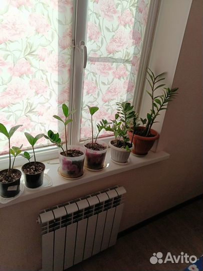 Замиокулькас долларовое дерево