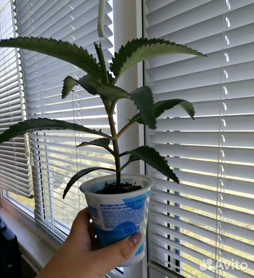 Каланхоэ лечебное