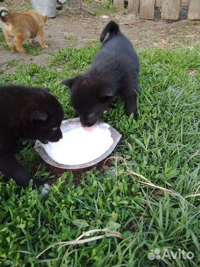 Щенки в дар