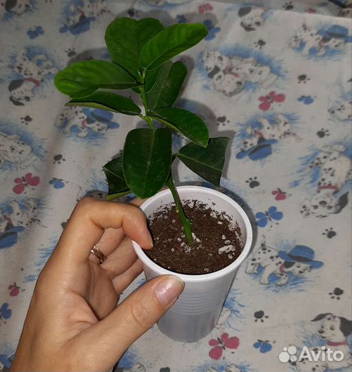 Лимон, лимон вариегатный,карисса (комнатная слива)