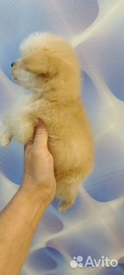 Мини собака