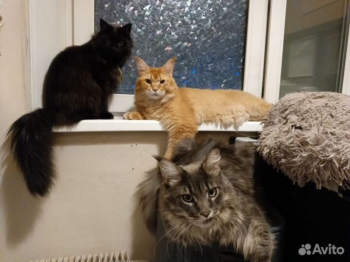 Котоситтер, догситтер, няня для животных