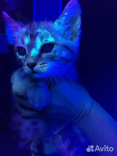 Ветеринарный врач на дом 24/7+Вет.Клиника