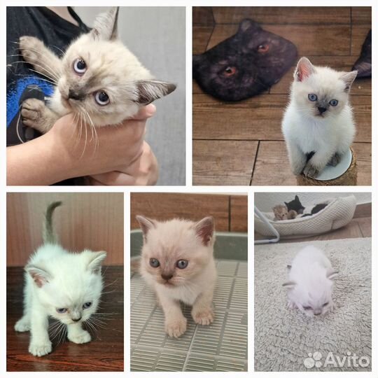 Чистокровные Британские котята