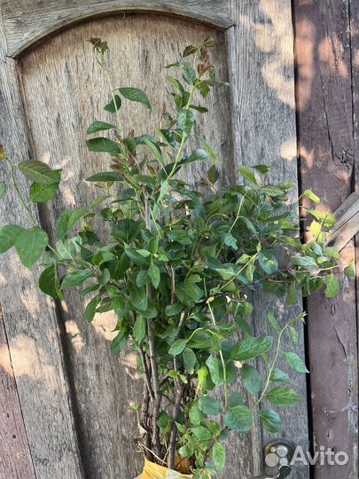 Саженцы слива желтая медовая