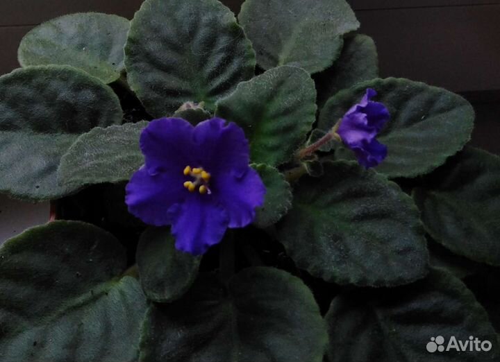 Фиалка цветущая в горшочке