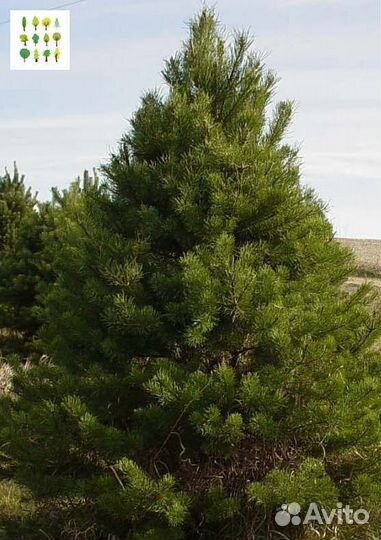 Саженцы сосна