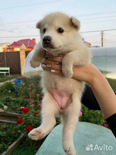 Собака хаски смесь