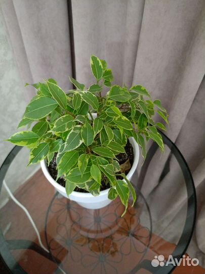 Фикус Бенджамина