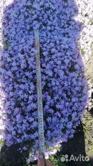 Навоз(перегной) готовый,чернозем хороший привезу