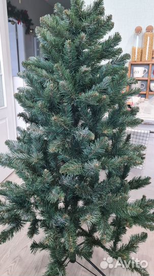 Ель Кавказская люкс 170 см и 90 см