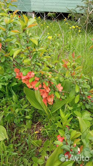 Фундук, айва японская