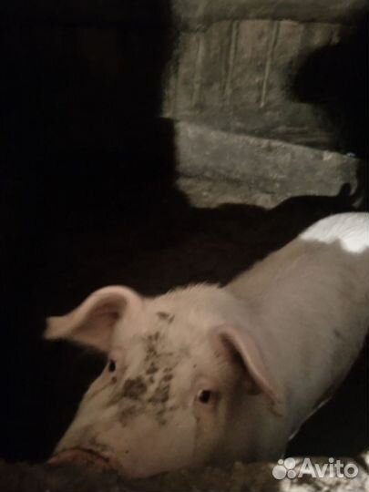 Поросята 45 дней привиты