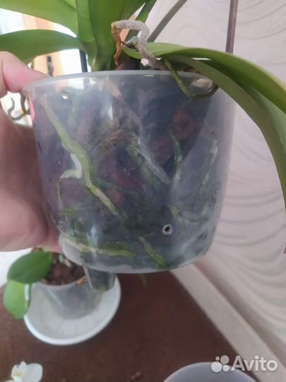 Орхидея фаленопсис Fortuna