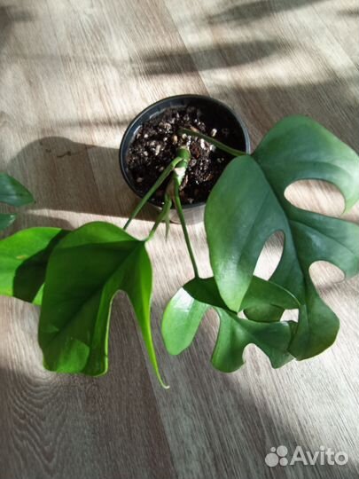 Монстера Минима