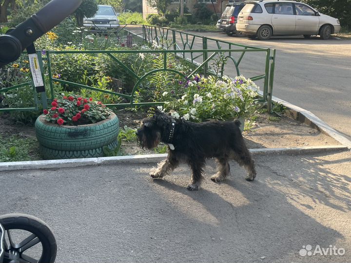 Найдена собака