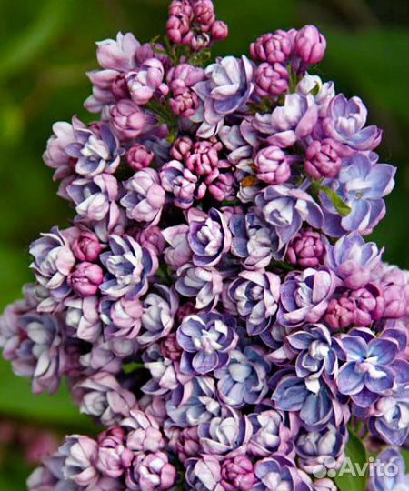 Сирень 10 сортов