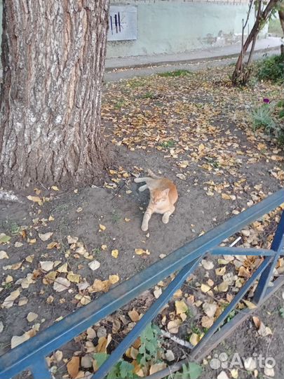 Рыжий котёнок