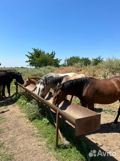 Продаются лошади
