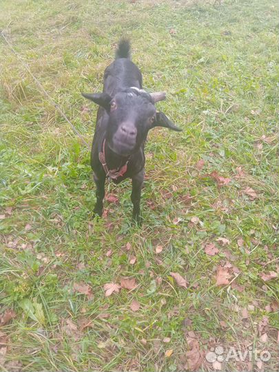 Молочные козы