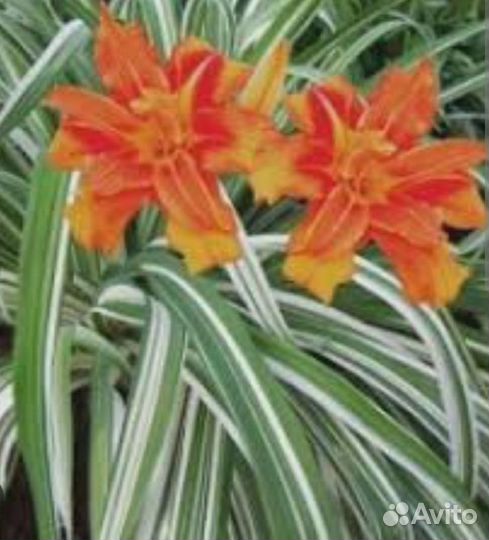 Садовые растения