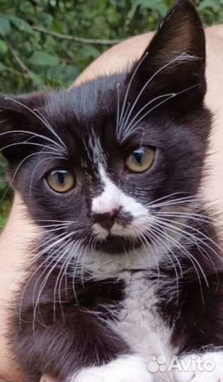 Очаровательный и смышленый кроха с доставкой