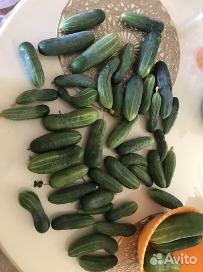 Домашние Огурцы Помидоры со своего огорода