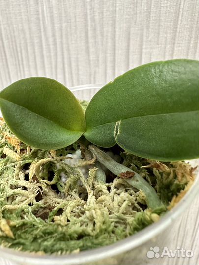 Орхидея Легато пелор