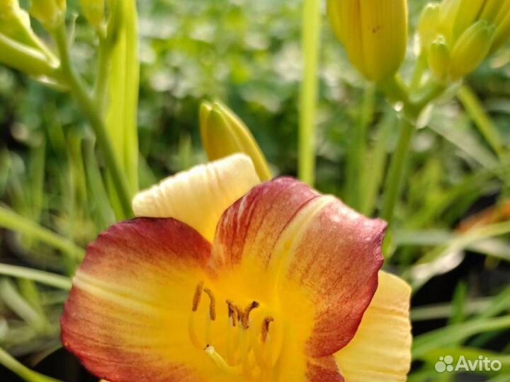 Лилейник Эни Аллегро (С2) (20-30)