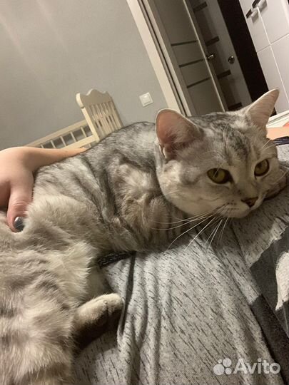 Британская