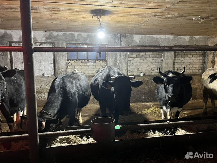 Продам коров