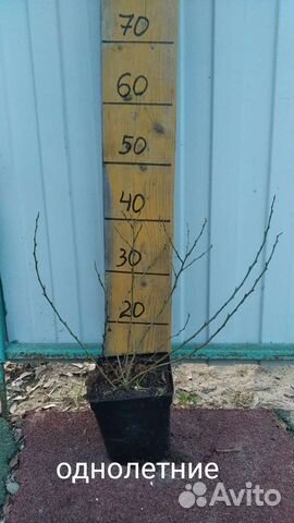 Саженцы голубики, клюквы, брусники, жимолости