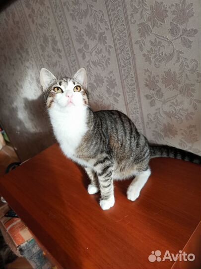 Котенок Барсик