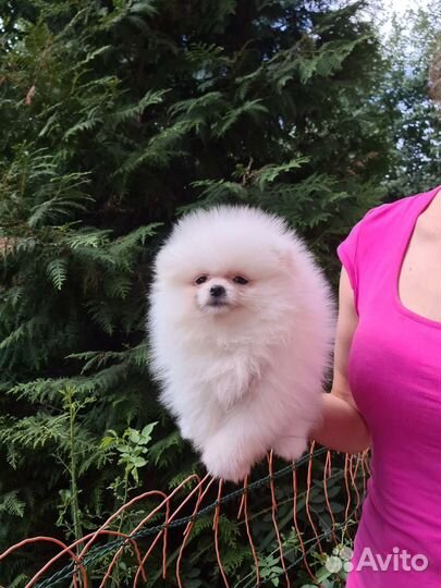 Померанский шпиц Айс-крем