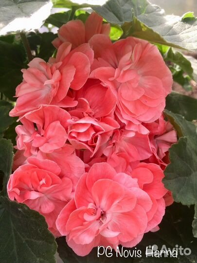 Пеларгонии сортовые