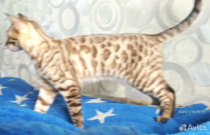 Бенгальский котёнок 6мес