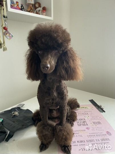 Грумер стрижка собак с выездом на дом