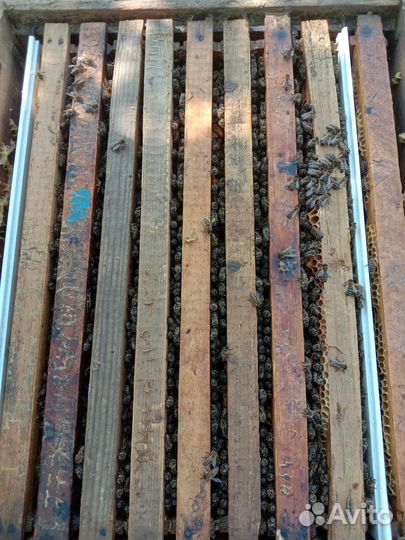 Пчелосемьи, пчелопакеты