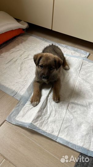 Щенок в добрые руки