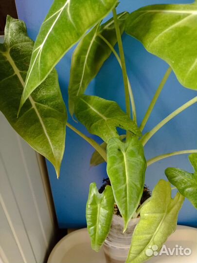 Алоказия Мишольца вариегата минт