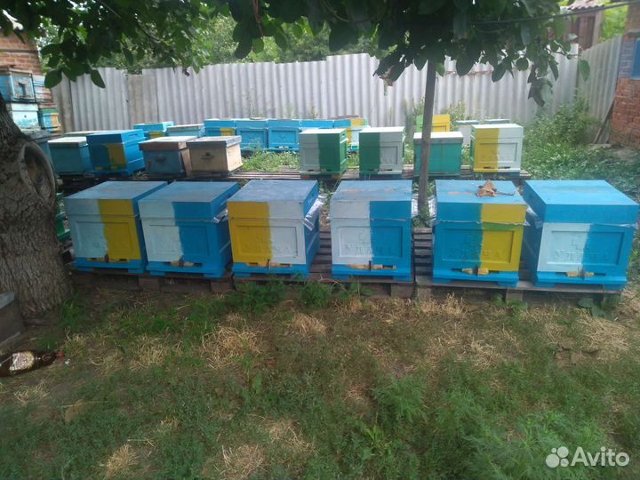 Пчелопакеты