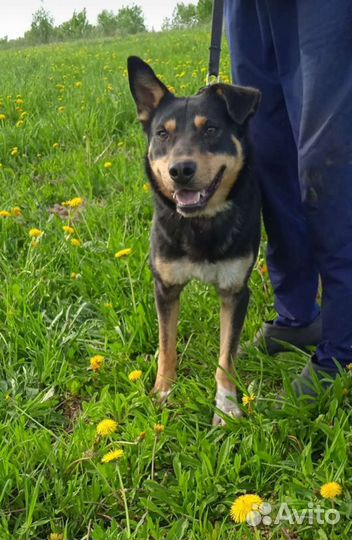 Пес в добрые руки