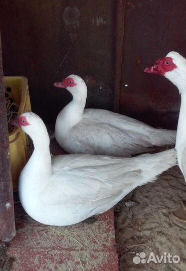 Семья индоуток