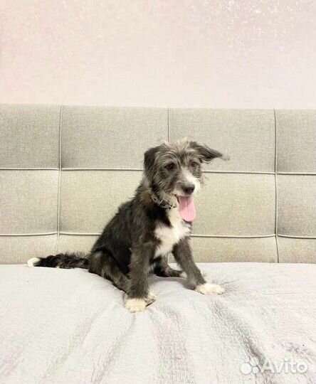 Манечка в семью, стерилизована