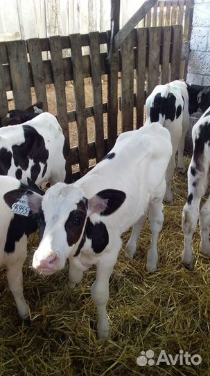 Телята бычки сементалы холмогоры